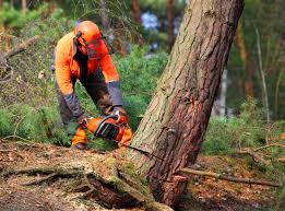 Trusted Westway, TX Tree Services Experts